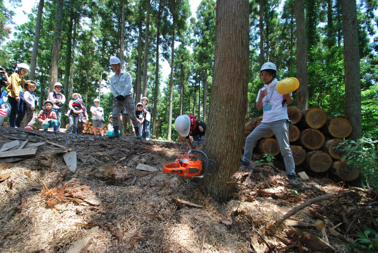 コラムホームの伐採見学会、秦野の森林